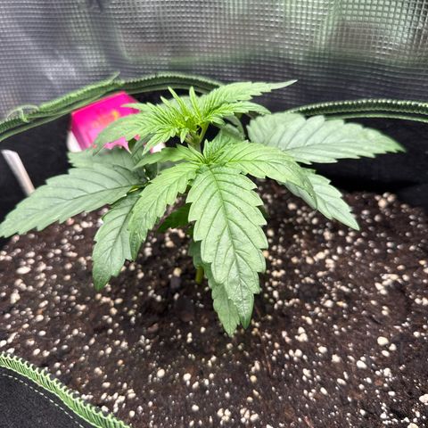 Special Kush #1 growlog timeline photo