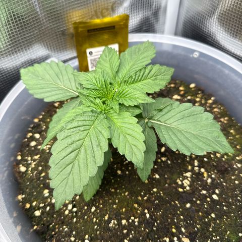 Rainbow Melon growlog timeline photo