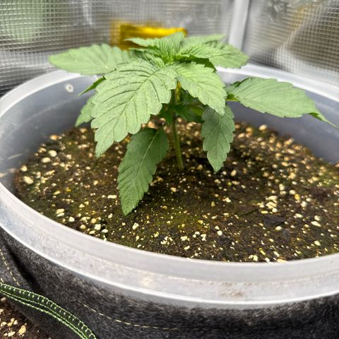 Rainbow Melon growlog timeline photo