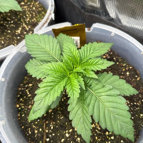 Gorilla Melon growlog timeline photo