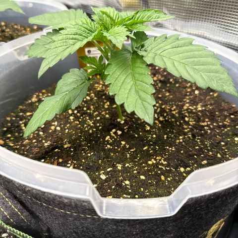 Gorilla Melon growlog timeline photo