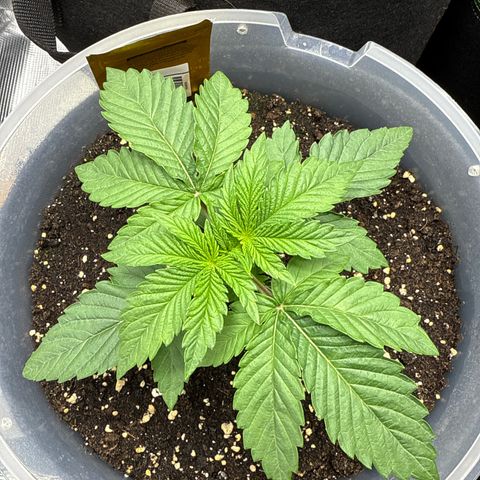 Lemonpaya growlog timeline photo