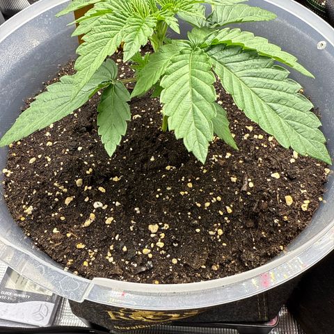 Lemonpaya growlog timeline photo