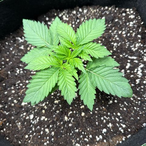 Gorilla Melon growlog timeline photo