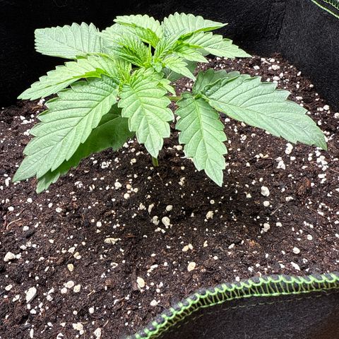 Gorilla Melon growlog timeline photo