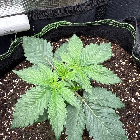 Fat Banana growlog timeline photo