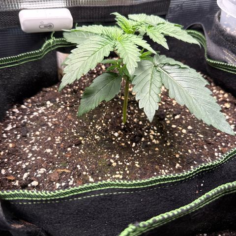 Fat Banana growlog timeline photo