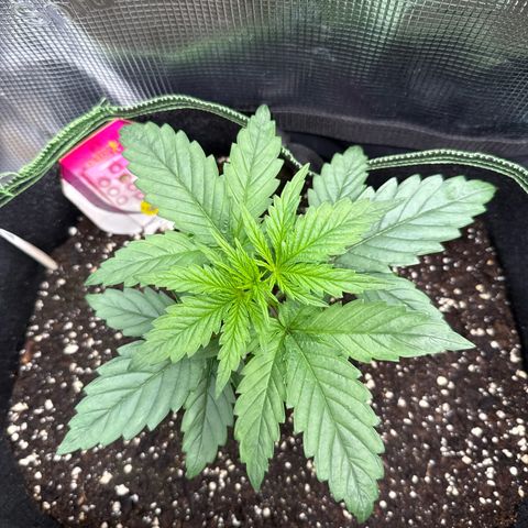 Special Kush #1 growlog timeline photo