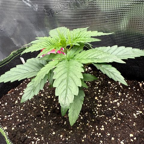 Special Kush #1 growlog timeline photo