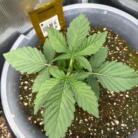 Rainbow Melon growlog timeline photo