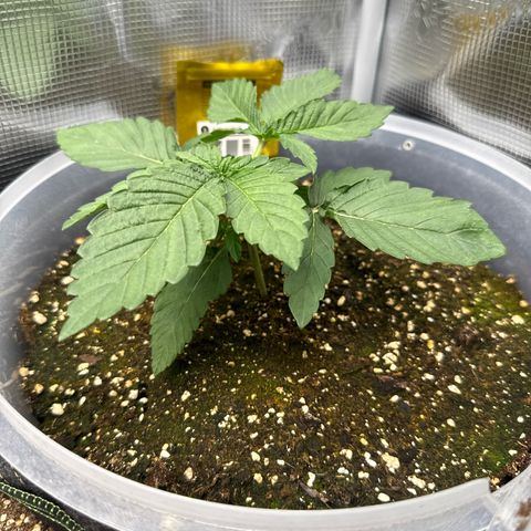 Rainbow Melon growlog timeline photo