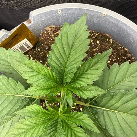 Gorilla Melon growlog timeline photo