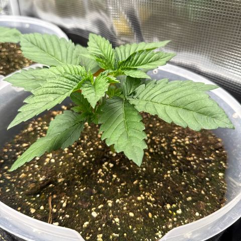 Gorilla Melon growlog timeline photo