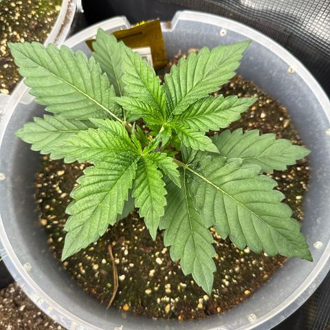 Gorilla Melon growlog timeline photo