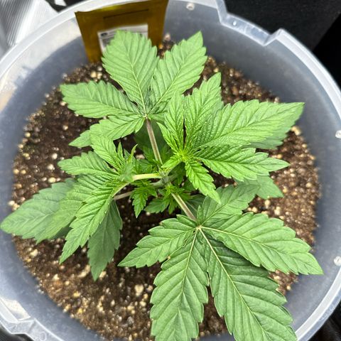 Lemonpaya growlog timeline photo