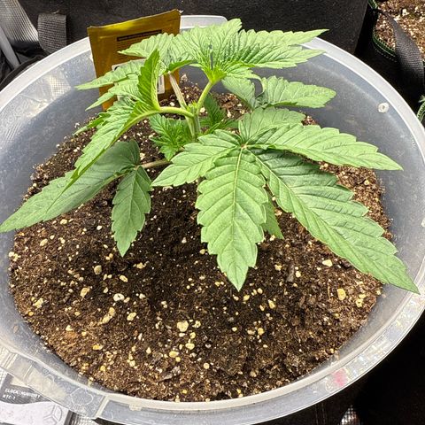 Lemonpaya growlog timeline photo