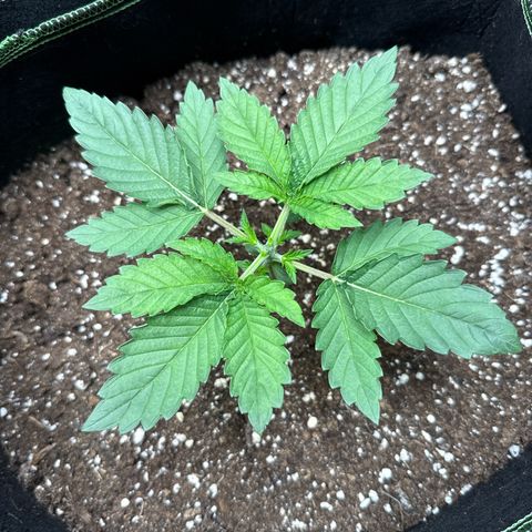 Gorilla Melon growlog timeline photo