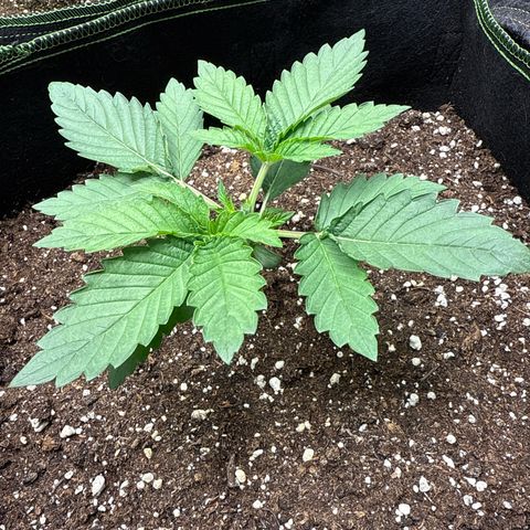 Gorilla Melon growlog timeline photo