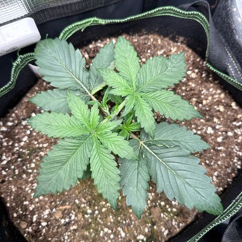 Fat Banana growlog timeline photo