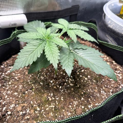 Fat Banana growlog timeline photo