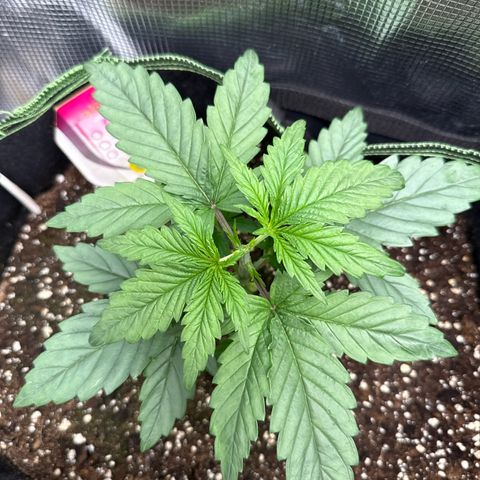 Special Kush #1 growlog timeline photo