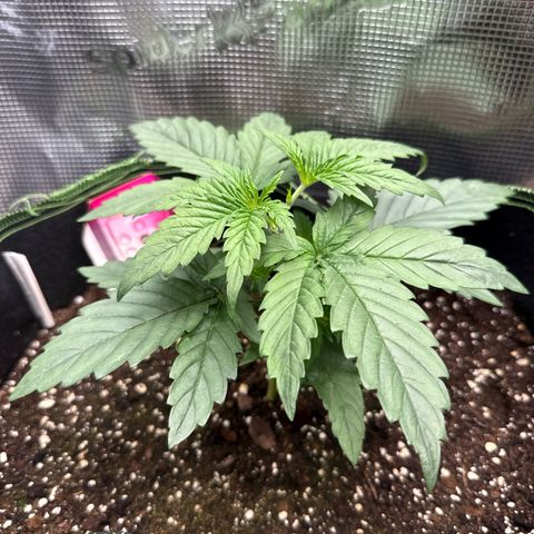 Special Kush #1 growlog timeline photo