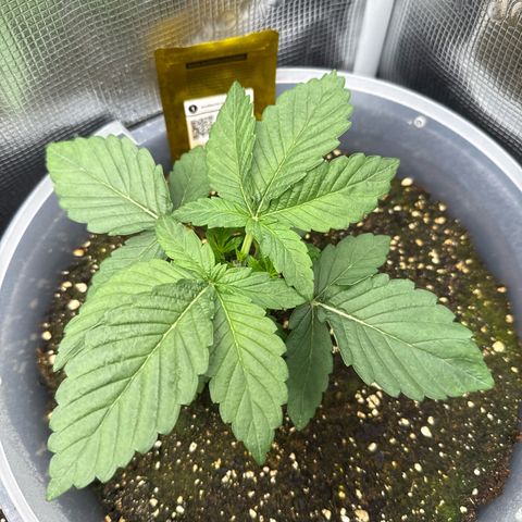 Rainbow Melon growlog timeline photo