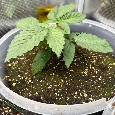 Rainbow Melon growlog timeline photo