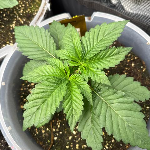 Gorilla Melon growlog timeline photo