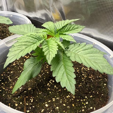 Gorilla Melon growlog timeline photo