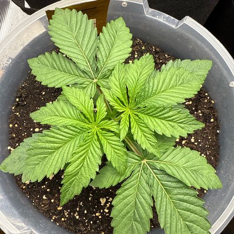Lemonpaya growlog timeline photo