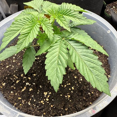 Lemonpaya growlog timeline photo