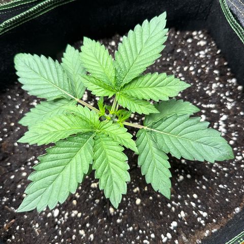 Gorilla Melon growlog timeline photo