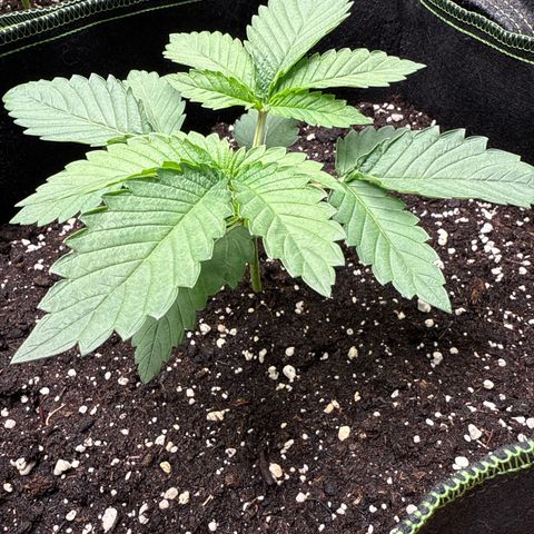 Gorilla Melon growlog timeline photo
