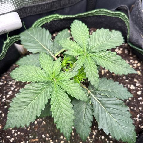 Fat Banana growlog timeline photo