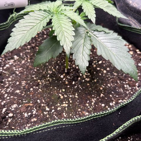 Fat Banana growlog timeline photo