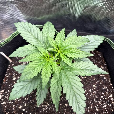 Special Kush #1 growlog timeline photo