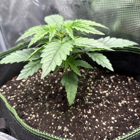 Special Kush #1 growlog timeline photo