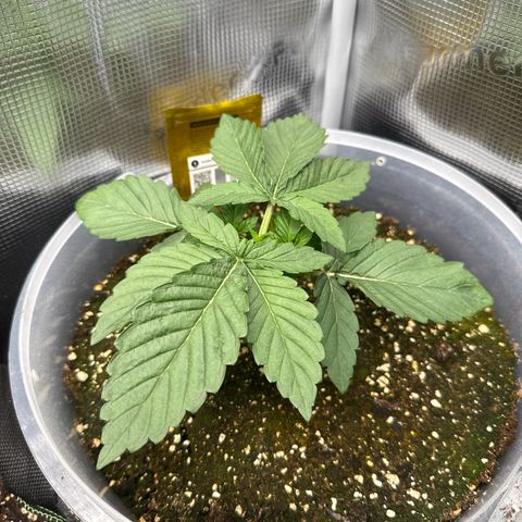 Rainbow Melon growlog timeline photo