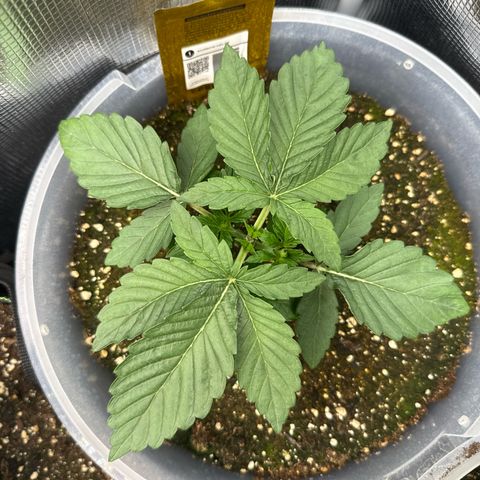 Rainbow Melon growlog timeline photo