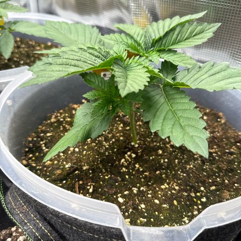Gorilla Melon growlog timeline photo
