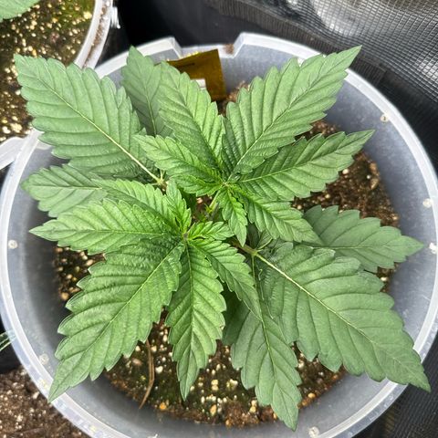 Gorilla Melon growlog timeline photo