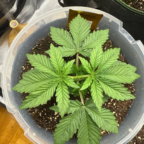 Lemonpaya growlog timeline photo