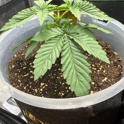 Lemonpaya growlog timeline photo