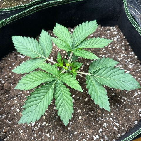 Gorilla Melon growlog timeline photo