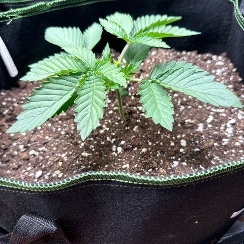 Gorilla Melon growlog timeline photo
