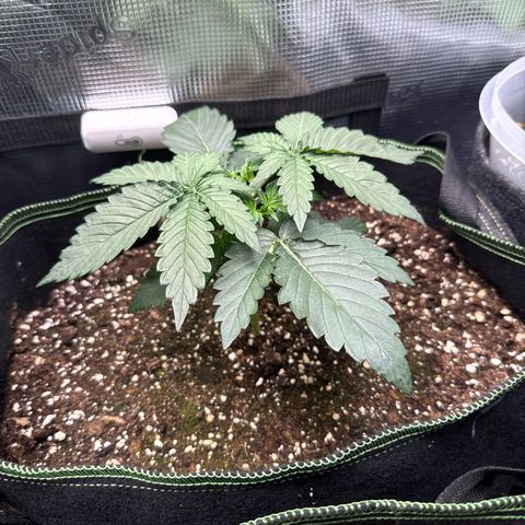 Fat Banana growlog timeline photo