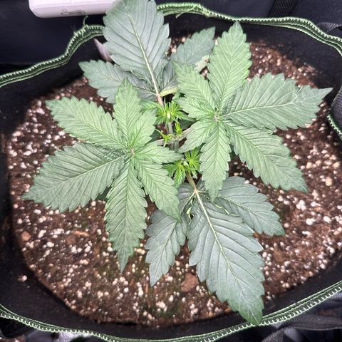 Fat Banana growlog timeline photo