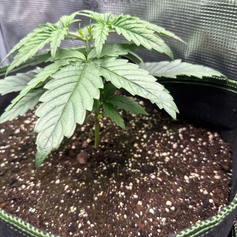 Special Kush #1 growlog timeline photo