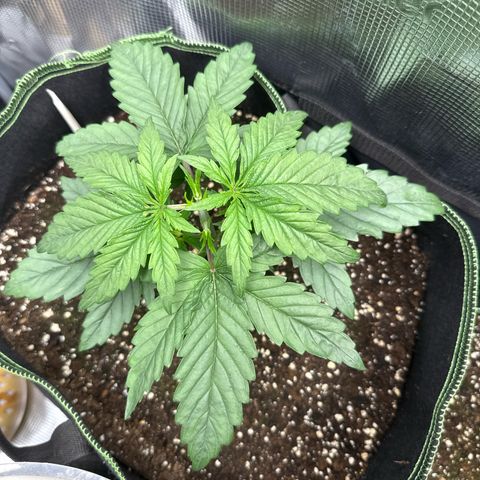 Special Kush #1 growlog timeline photo